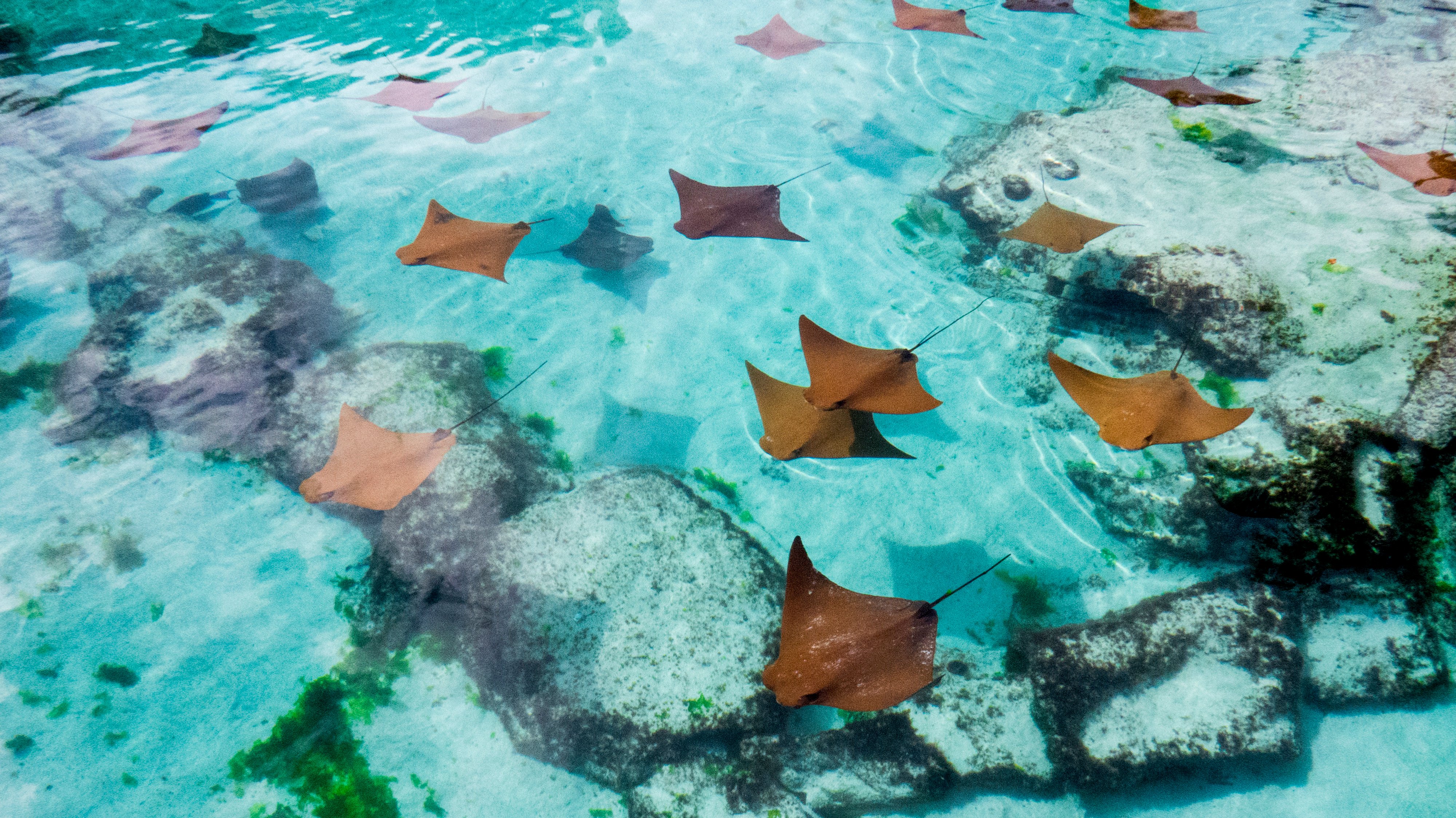 Nassau, Bahamas, mar do Caribe | MSC Cruzeiros Nassau, Bahamas, mar do Caribe | MSC Cruzeiros