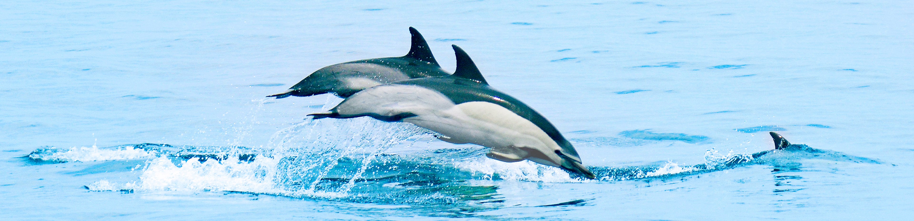 water, Short-beaked common dolphin,Common bottlenose dolphin water, Short-beaked common dolphin,Common bottlenose dolphin