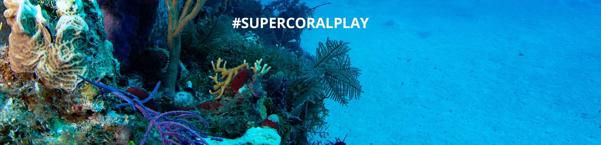 A vibrant coral reef with #SuperCoralPlay text promoting marine conservation | MSC Cruises A vibrant coral reef with #SuperCoralPlay text promoting marine conservation | MSC Cruises