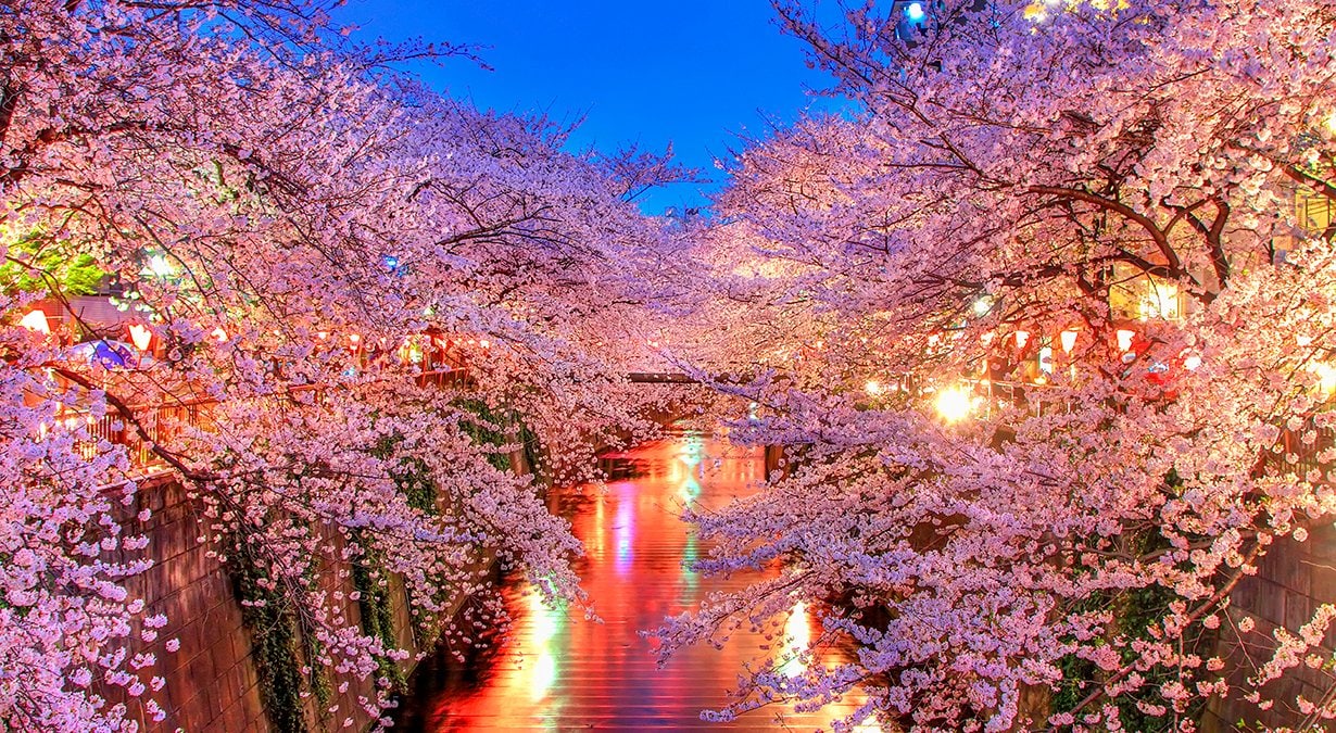 Tokyo - Japan, Asia cruises | MSC Cruises Tokyo - Japan, Asia cruises | MSC Cruises