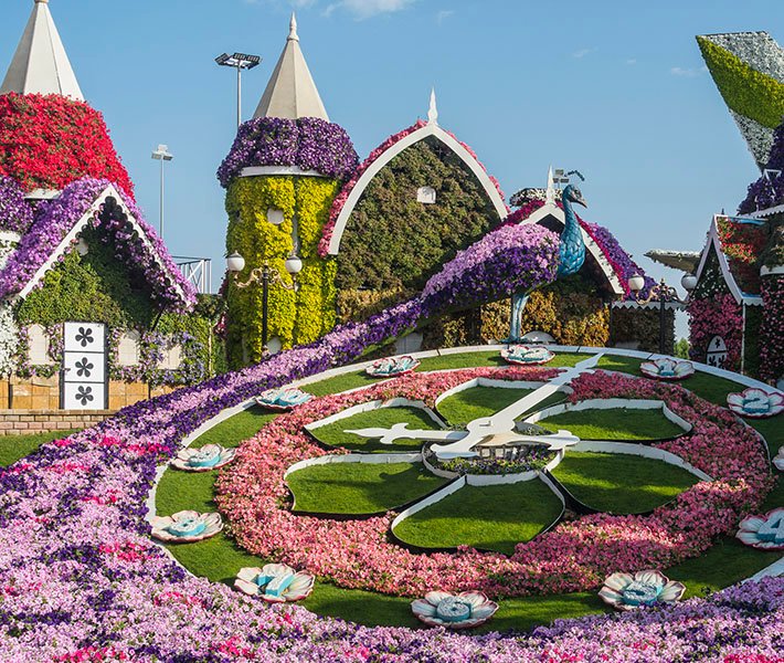 Dubai tours, Miracle Garden | MSC Cruises 