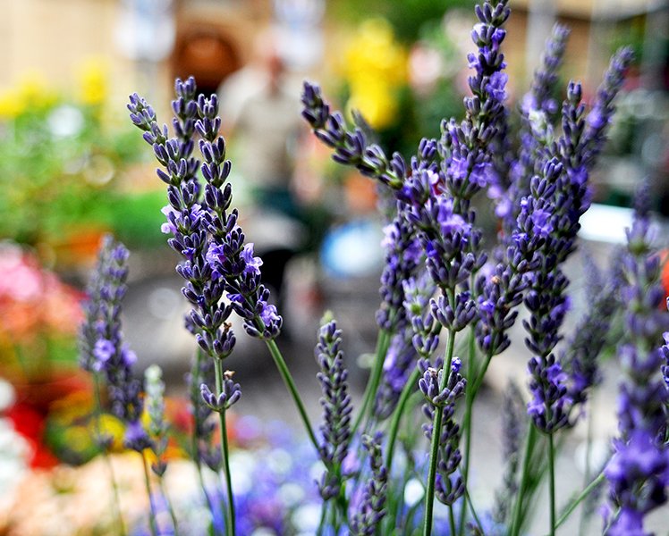 Cruises to Marseille | MSC Cruises Cruises to Marseille | MSC Cruises