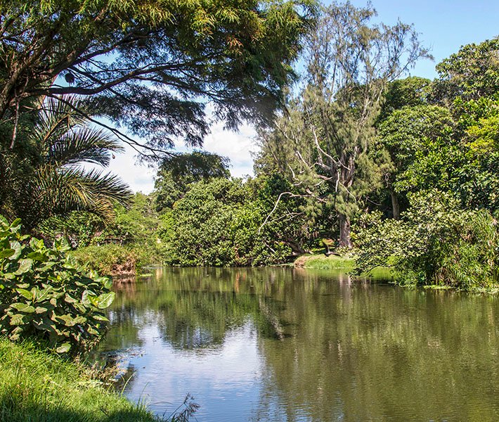 Durban tours, Botanic Gardens | MSC Cruises