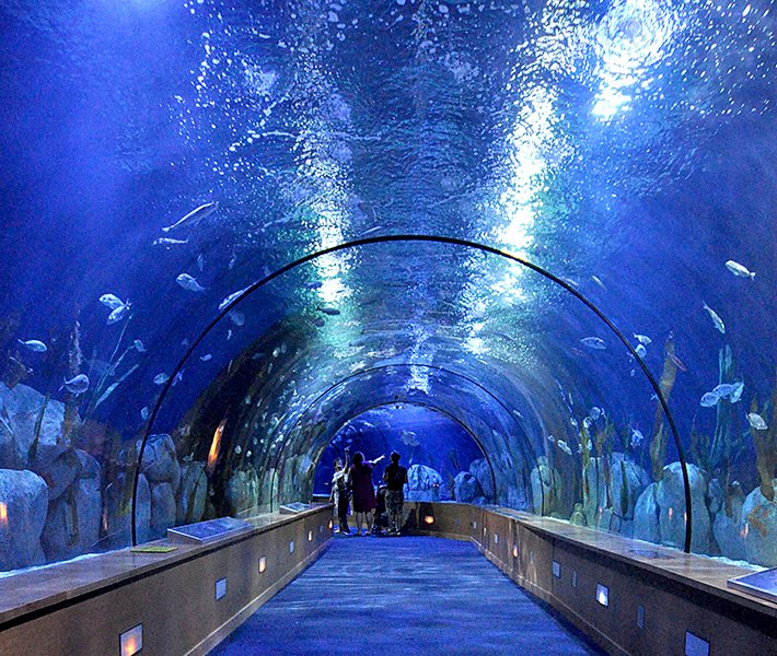 Valencia tours, Oceanogràfic | MSC Cruises