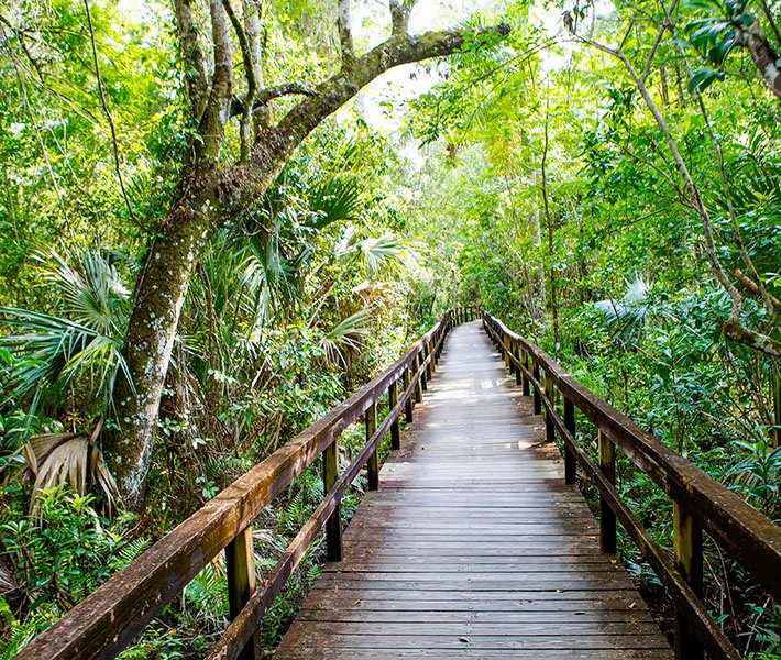 Excursões em Miami, Everglades | MSC Cruzeiros