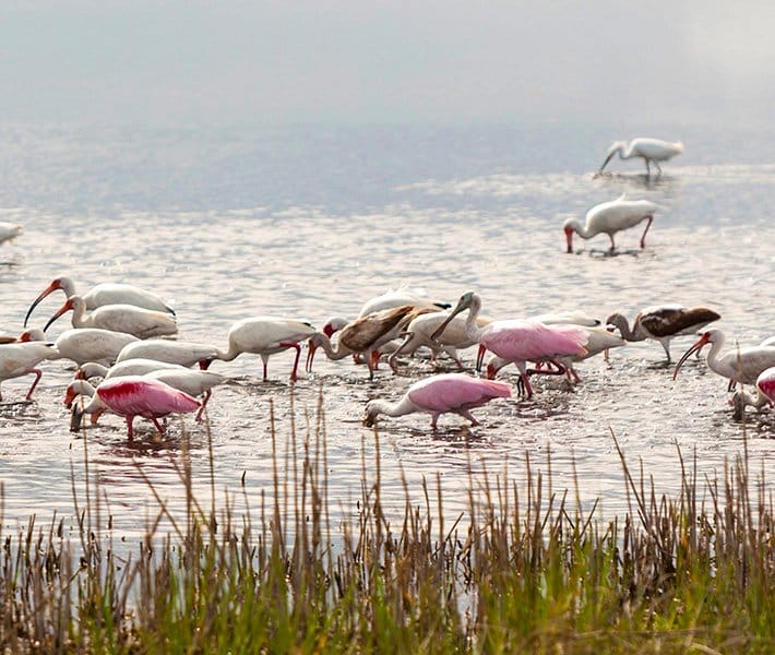 Port Canaveral tours, Merritt Island National Wildlife Refuge | MSC Cruises