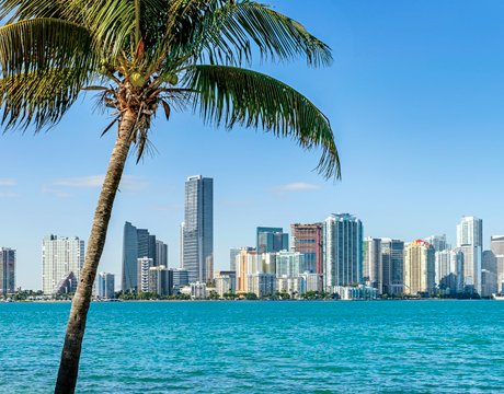 Miami skyline with palm tree and turquoise waters | MSC Cruises