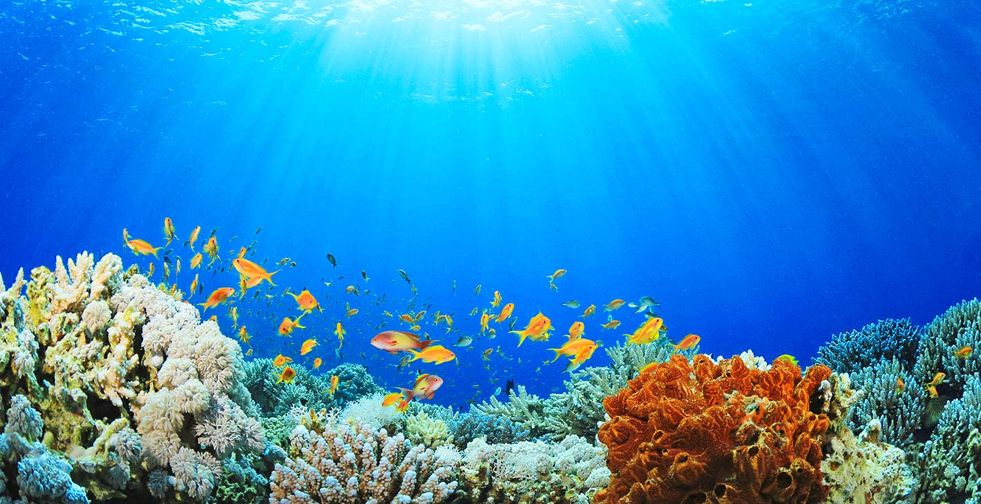 First Global Cruise Line With Carbon Neutral Marine Operations | MSC Cruises